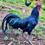 A beautiful black Tomaru rooster in a backyard.