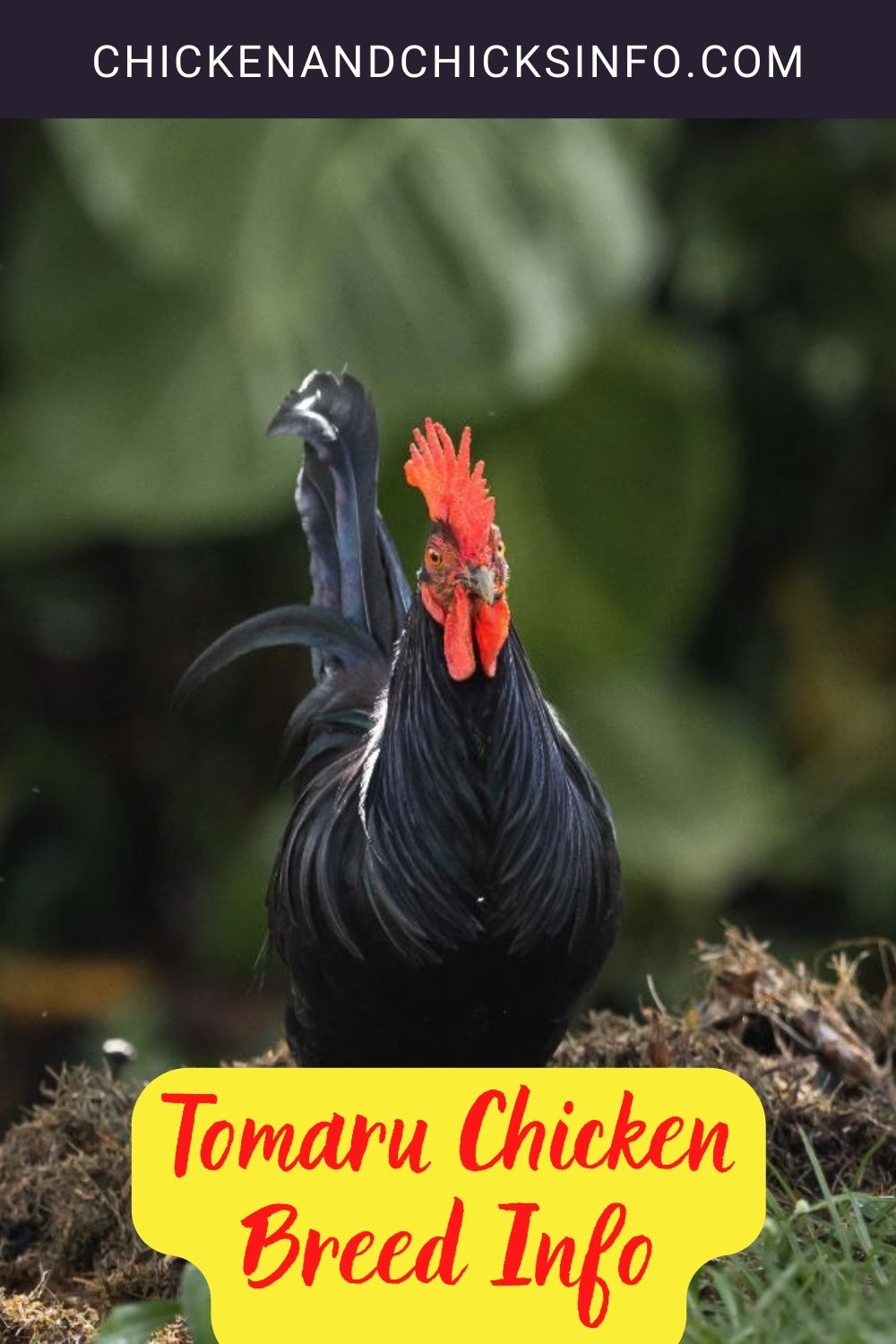 Tomaru Chicken Breed Info pinterest image.