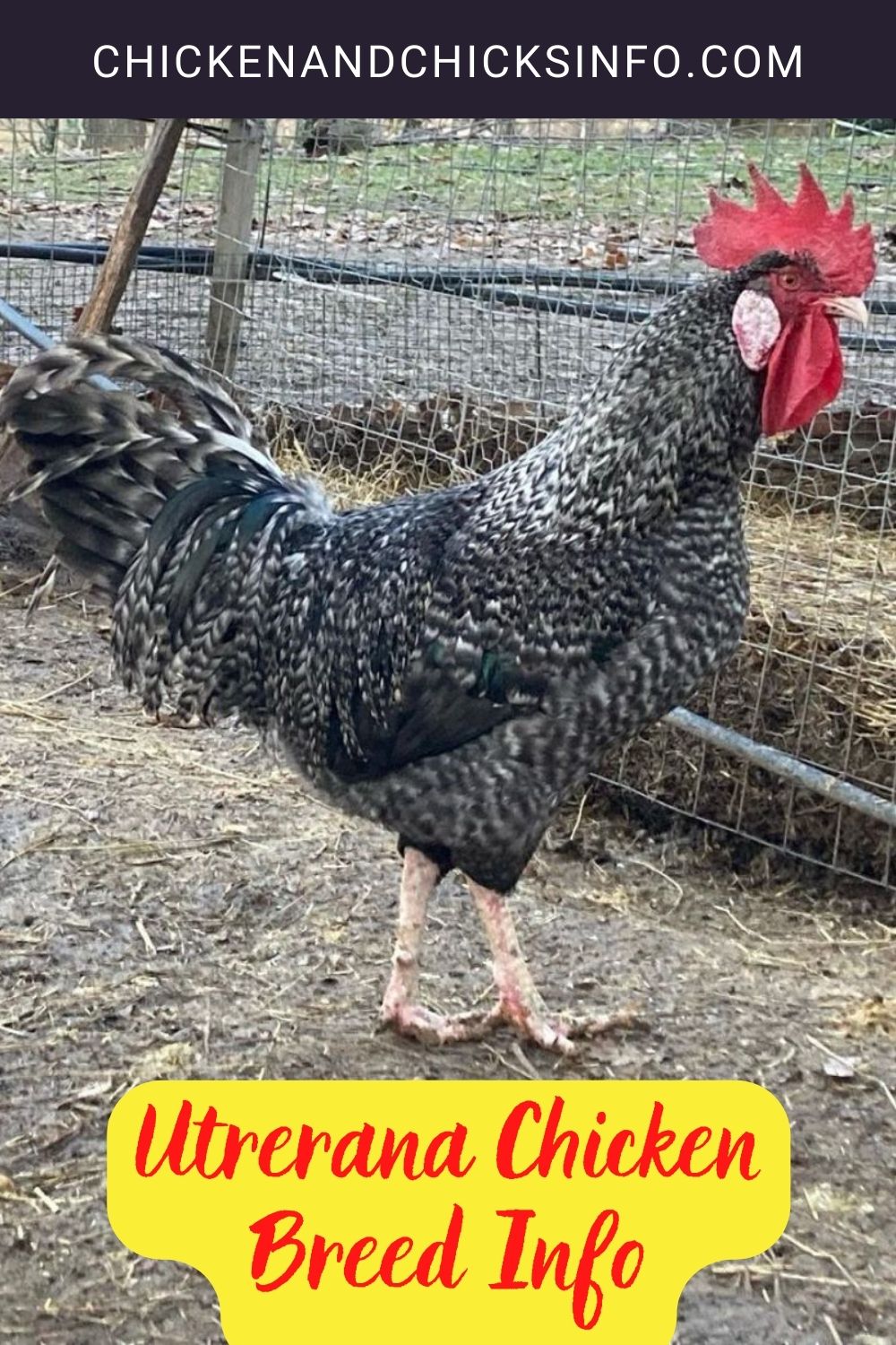 Utrerana Chicken Breed Info pinterest image.