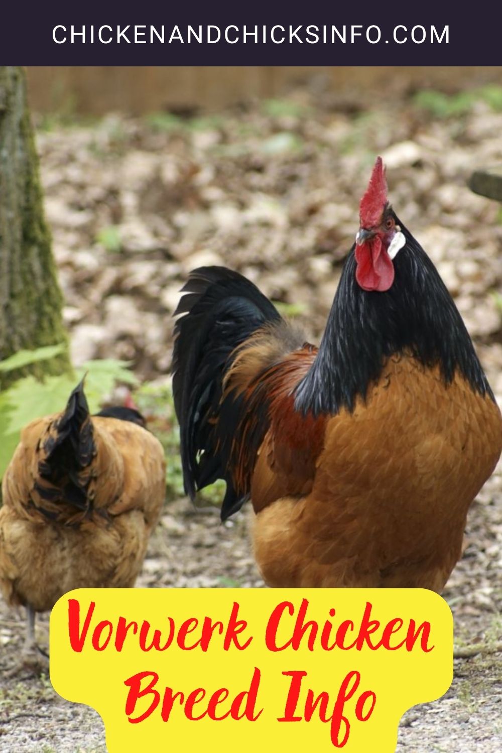 Vorwerk Chicken Breed Info pinterest image.