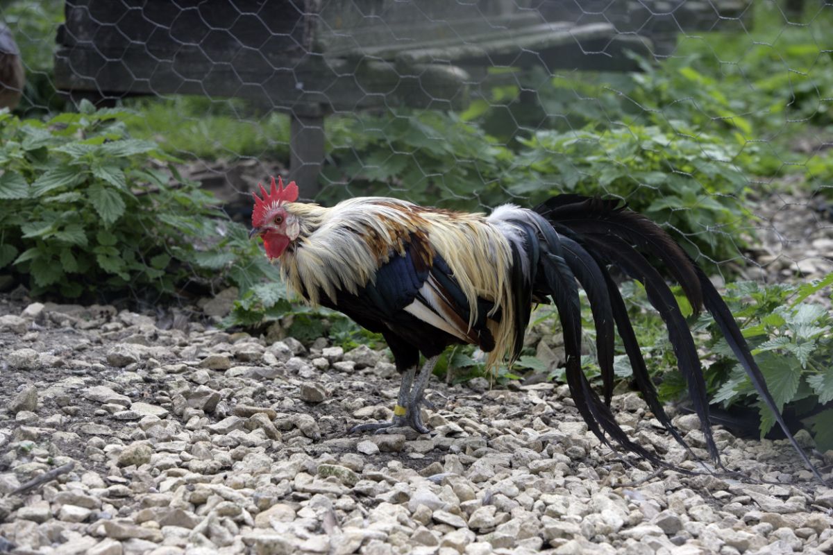 An adorable Yokohama rooster on the rocky ground near a fence.