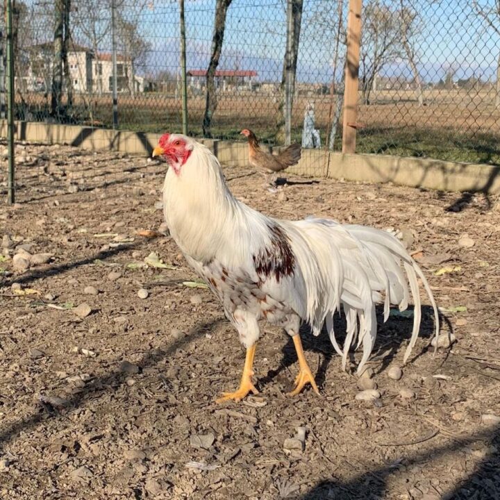 Yokohama Chicken Breed Info + Where to Buy - Chicken & Chicks Info