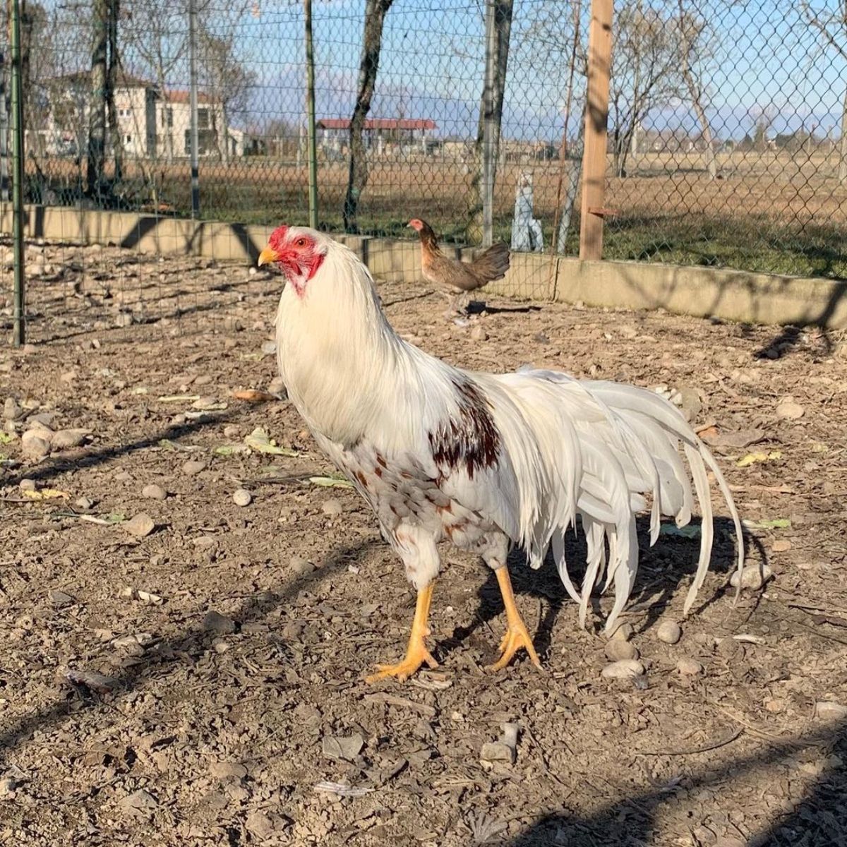 A tall-standing Yokohama rooster in a backyard.