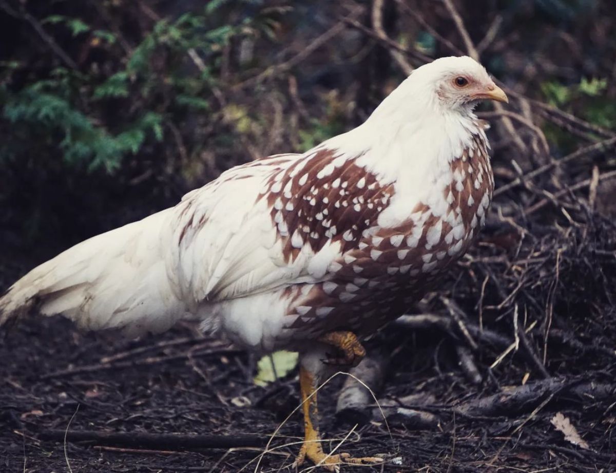 An adorable Yokohama hen in a backyard near bushes.