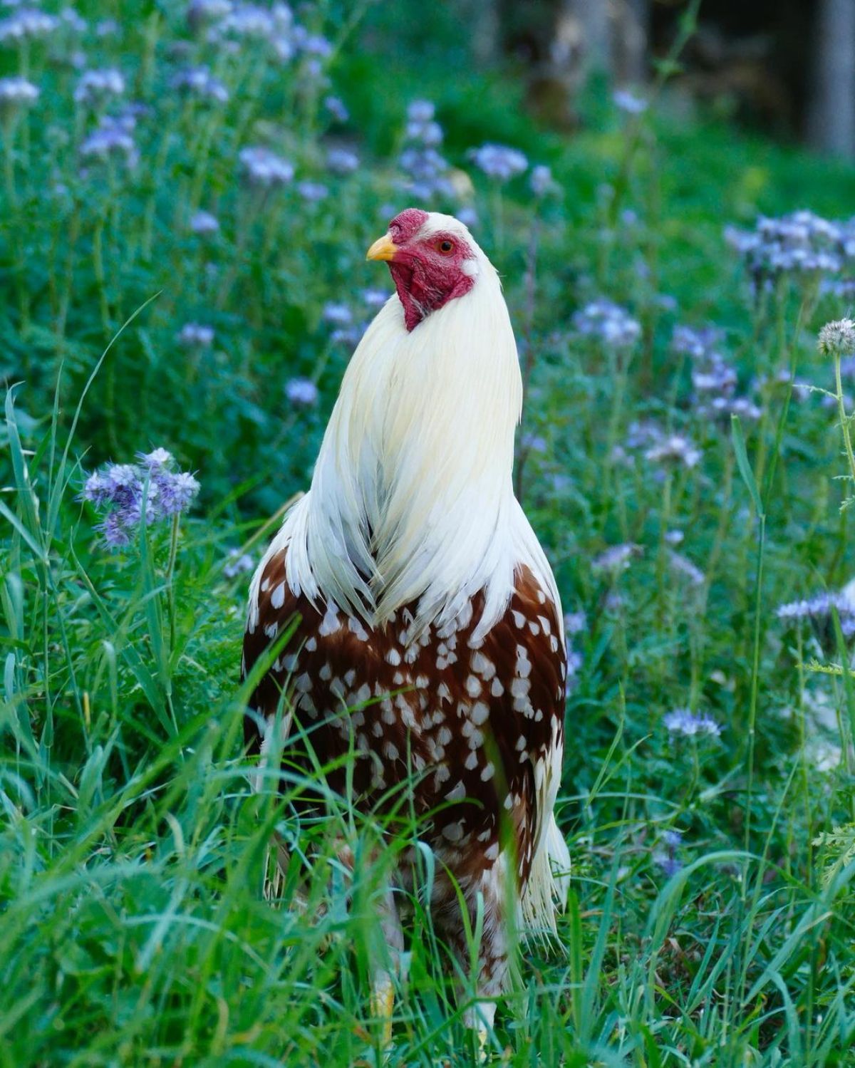 A tall Yokohama rooster standing on a meadow.