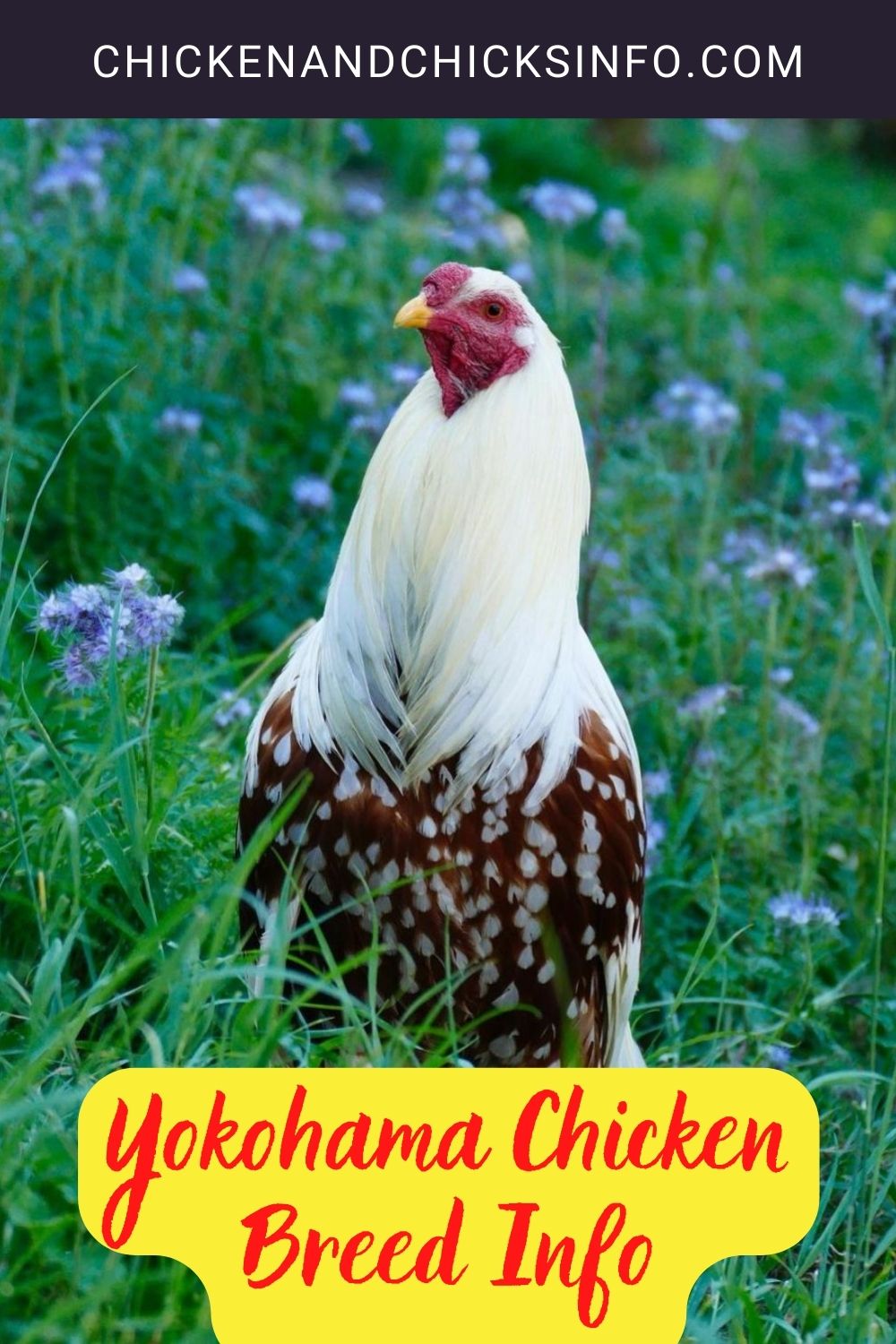 Yokohama Chicken Breed Info + Where to Buy pinterest image.