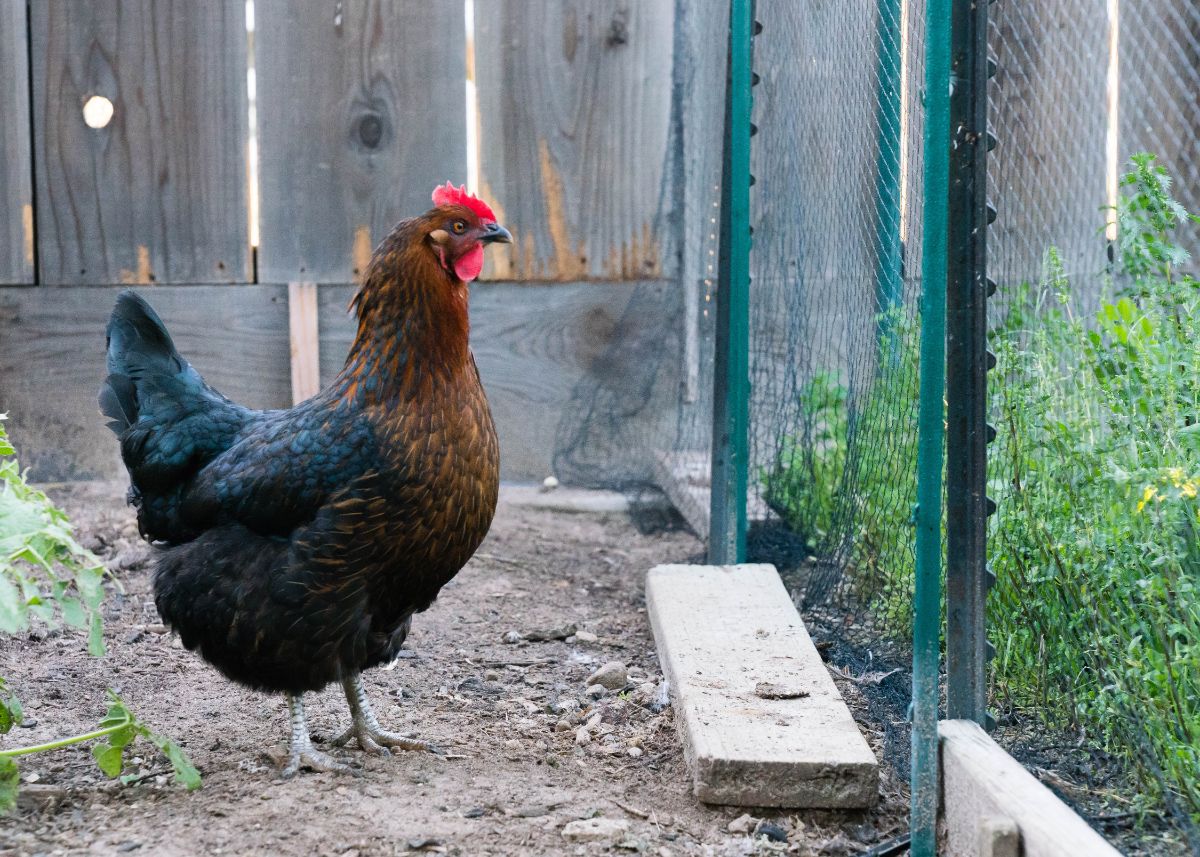 An adorable Black Sex Link hen in a backyard near a fence.
