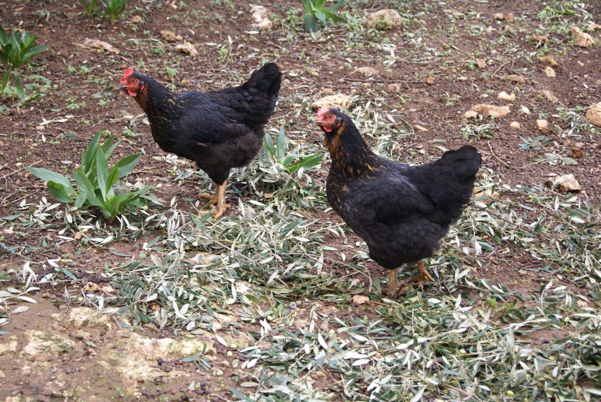 Two adorable Black Sex Link hens wandering in a backyard.