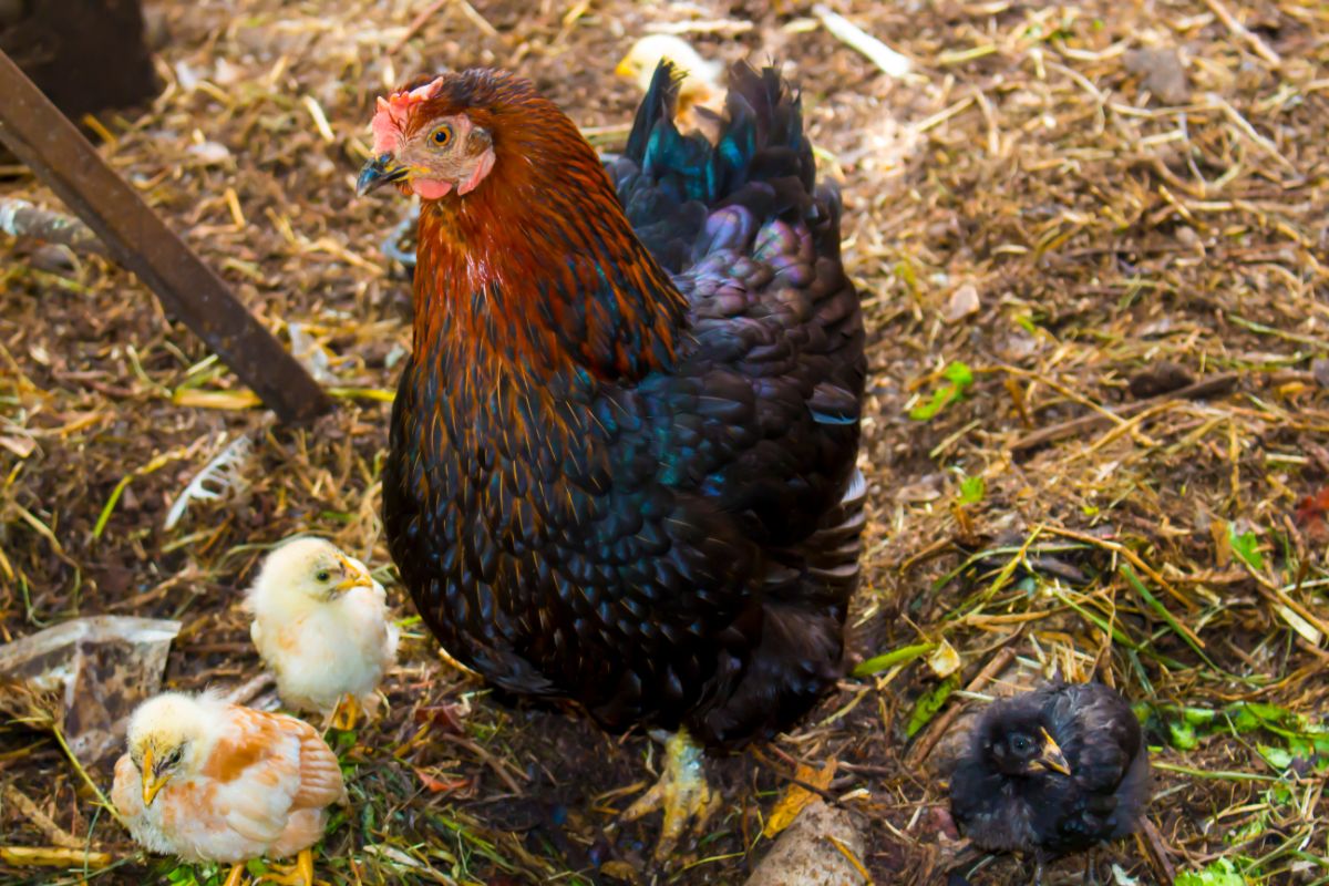 An adorable Black Sex Link hen with three cute chicks in a backyard.