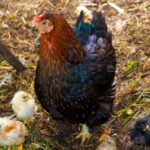 An adorable Black Sex Link hen with three cute chicks in a backyard.