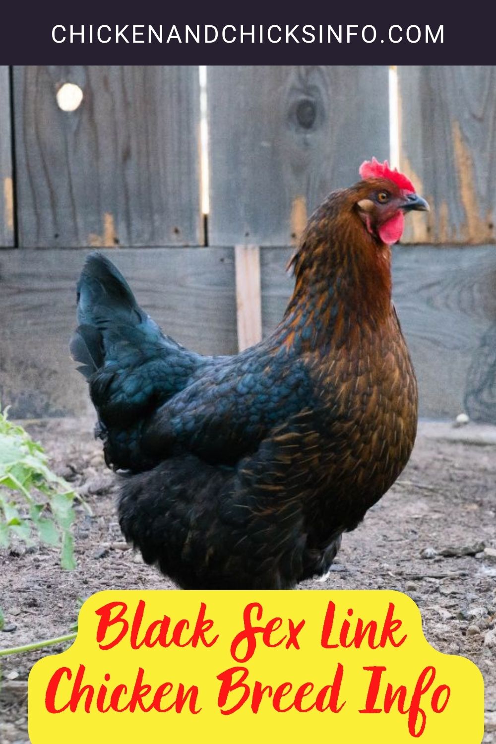 Black Sex Link Chicken Breed Info + Where to Buy pinterest image.