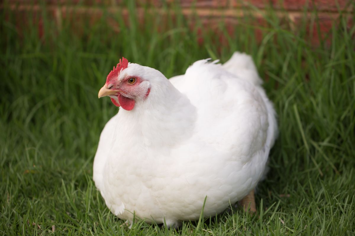 A white Broiler Chicken lays on green grass.