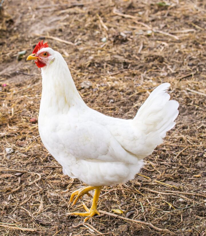 Broiler Chicken Breed Info + Where to Buy Chicken & Chicks Info