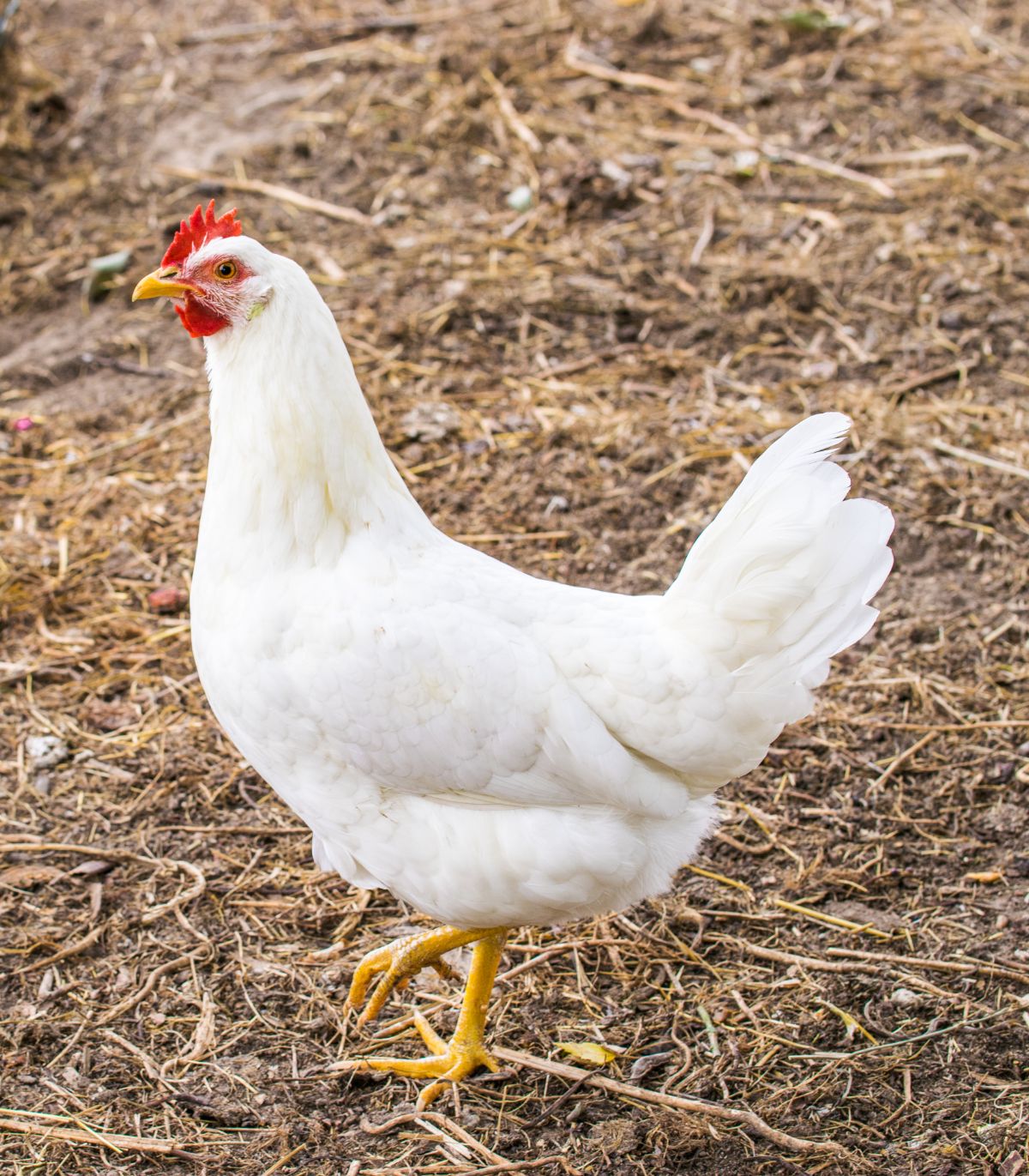 A white Broiler Chicken wandering in a backyard.