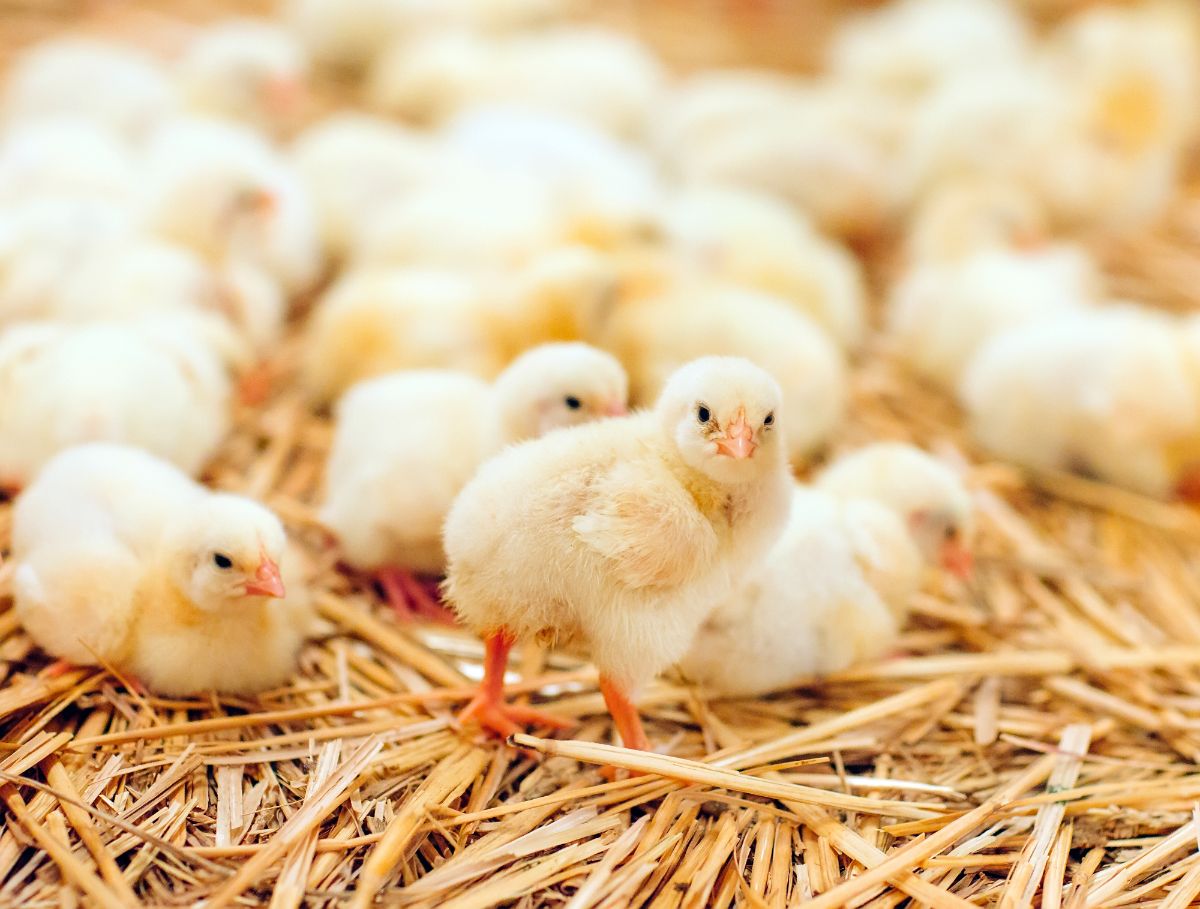 An adorable Broiler Chics on a farm.