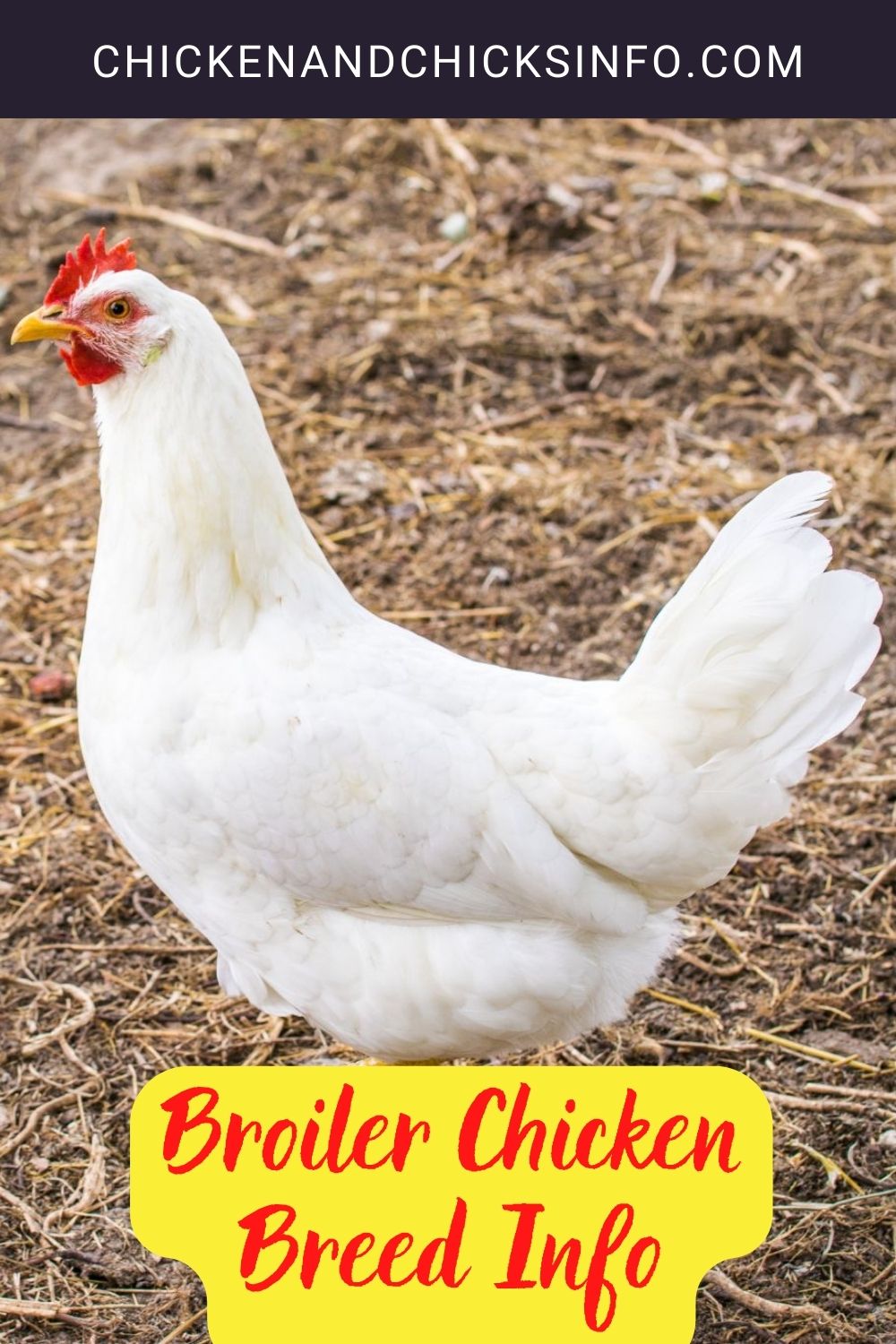 Broiler Chicken Breed Info + Where to Buy pinterest image.