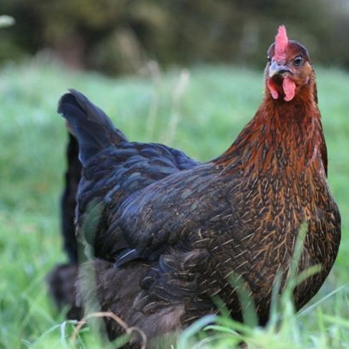 A beautiful Burford Brown hen stands on a pasture.