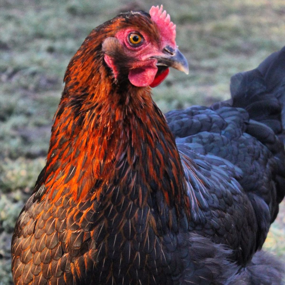 A close-up of a beautiful Burford Brown hen.