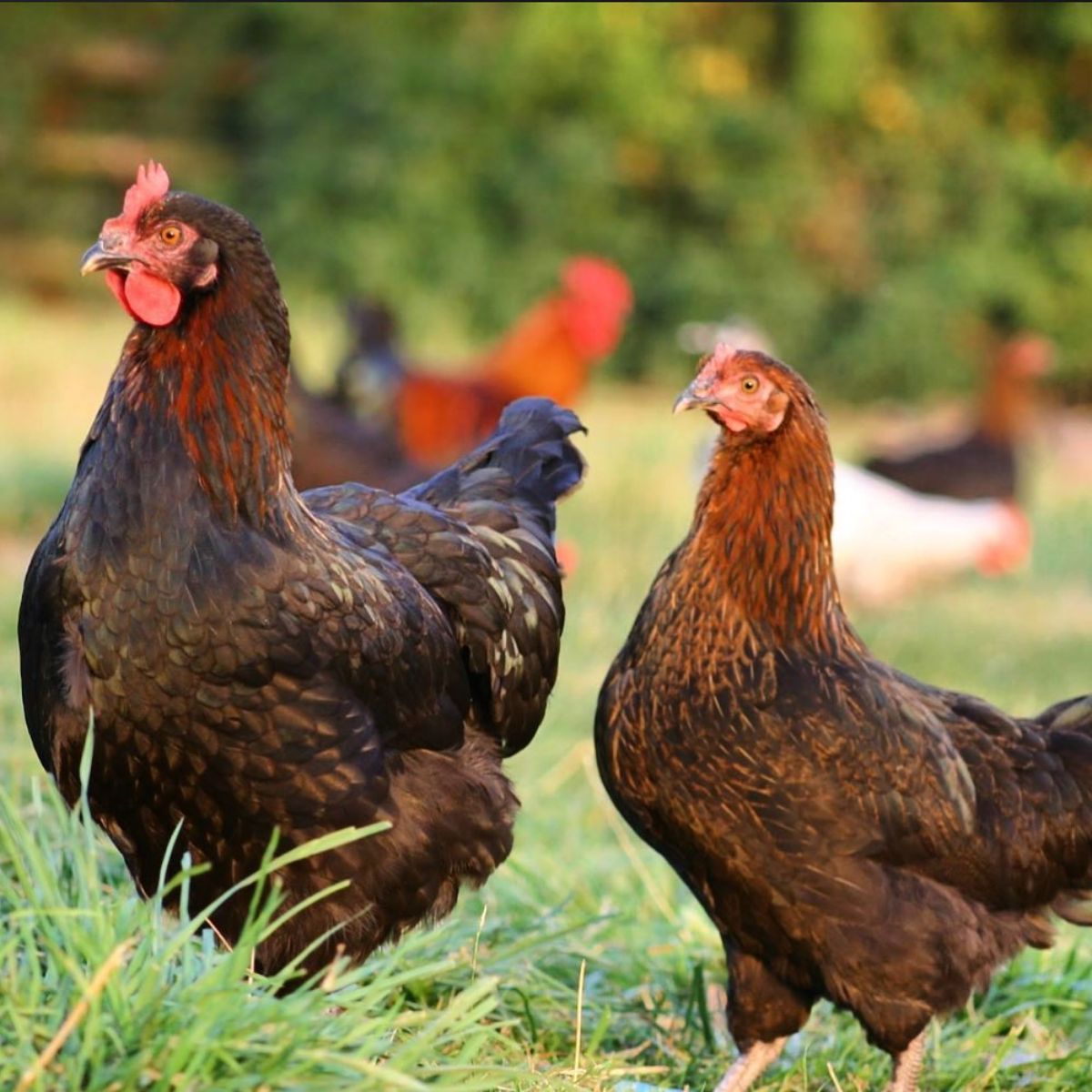 Two adorable Burford Brown hens on a pasture.