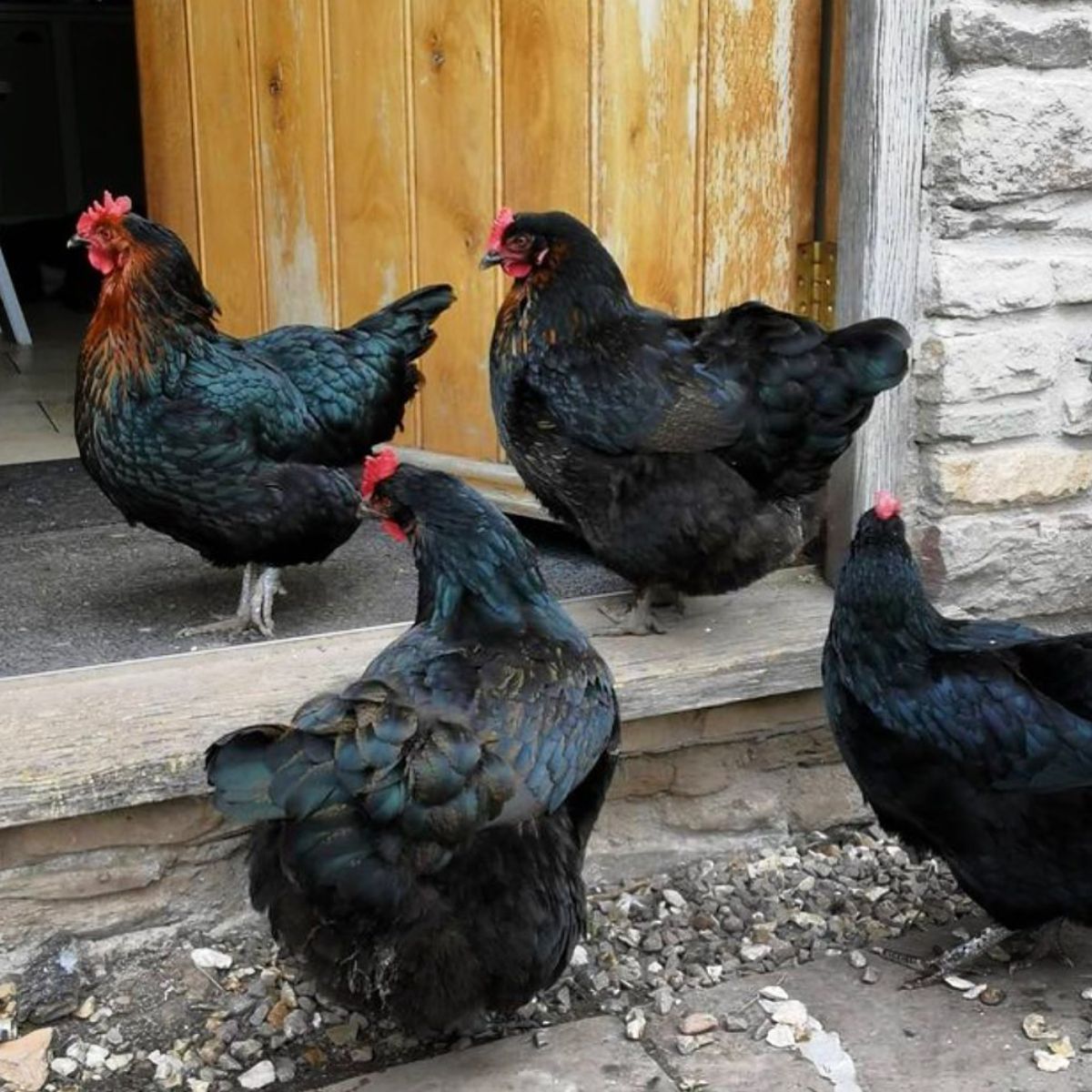Four adorable Burford Brown hens coming in a chicken coop.