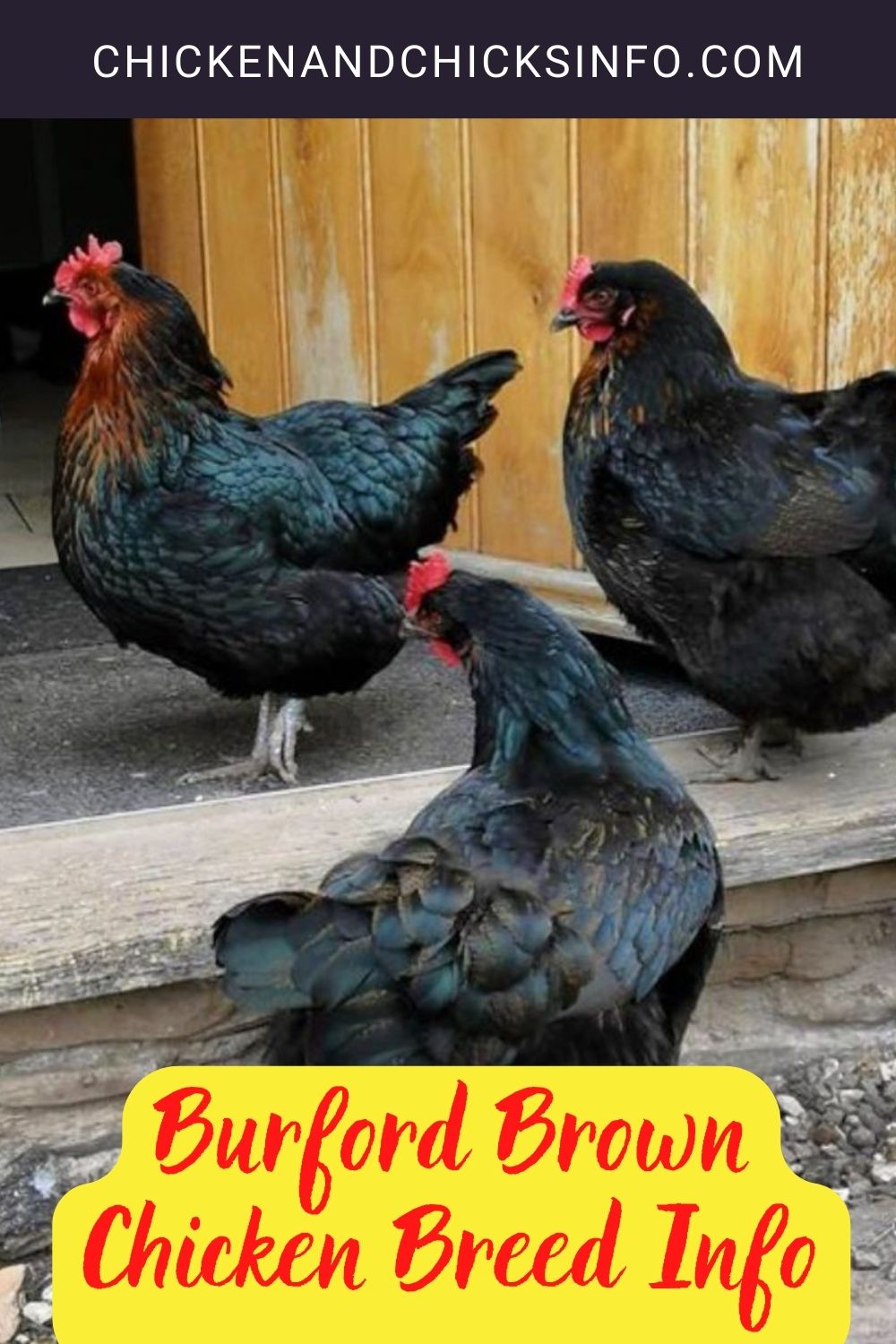 Burford Brown Chicken Breed Info pinterest image.