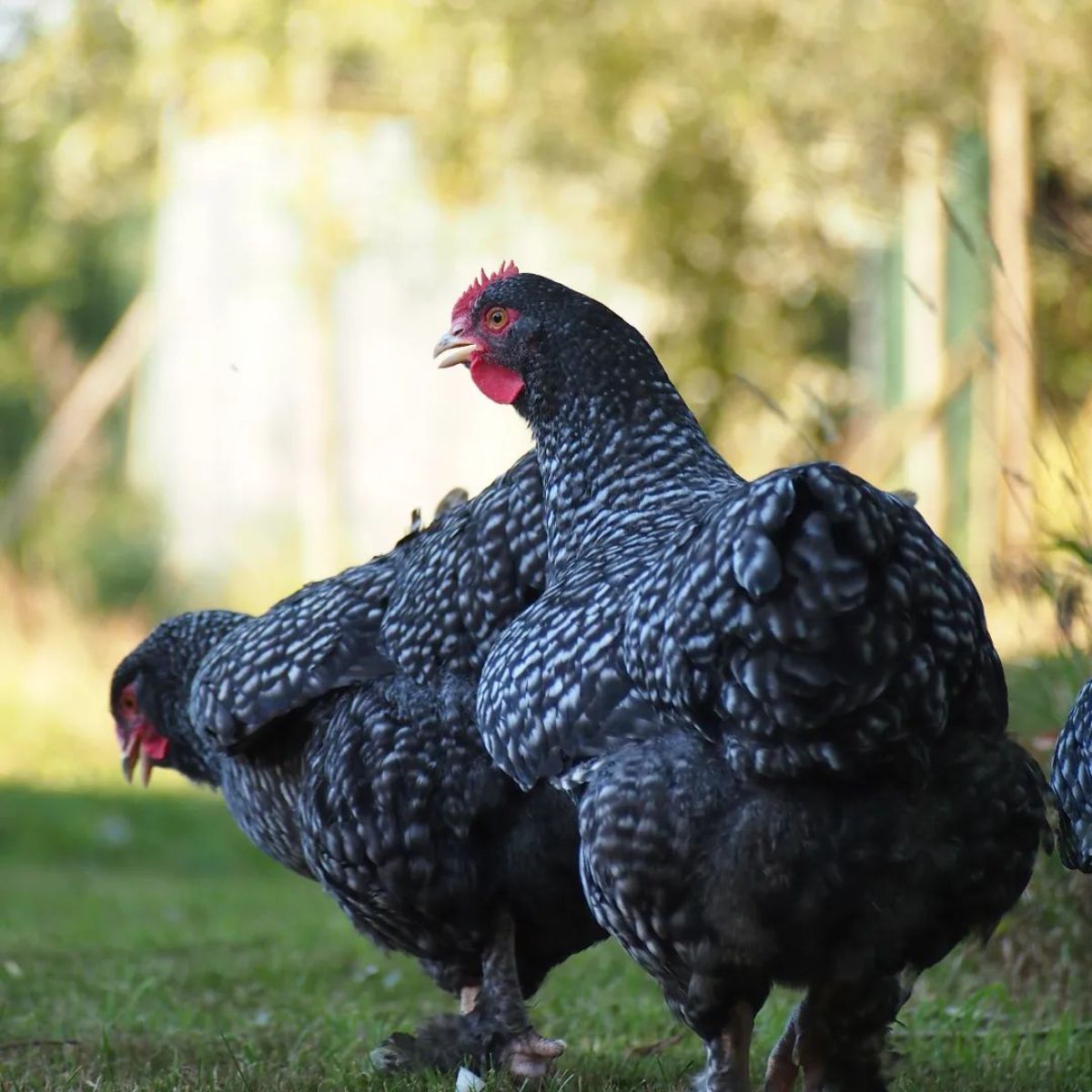 Two adorable Cuckoo Maline hens in a backyard.