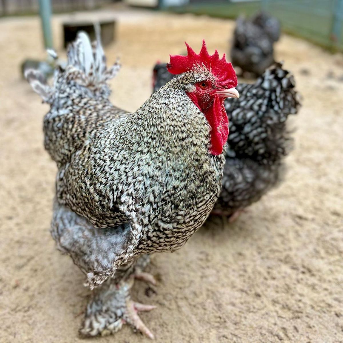 A big Cuckoo Maline rooster in a backyard.