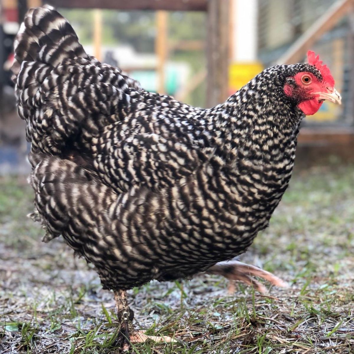 An adorable Cuckoo Maline hen wandering in a backyard.