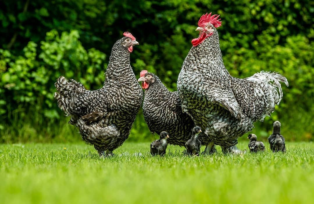 A Cuckoo Maline chicken flock with cute chicks on a green lawn.