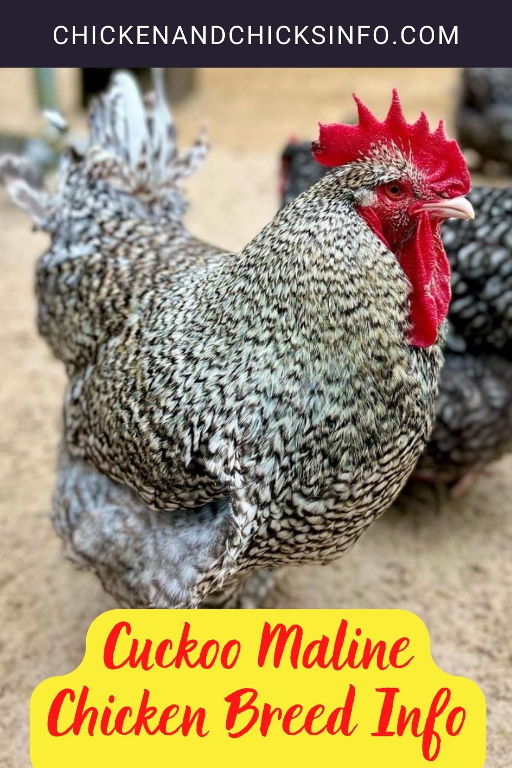 Cuckoo Maline Chicken Breed Info pinterest image.