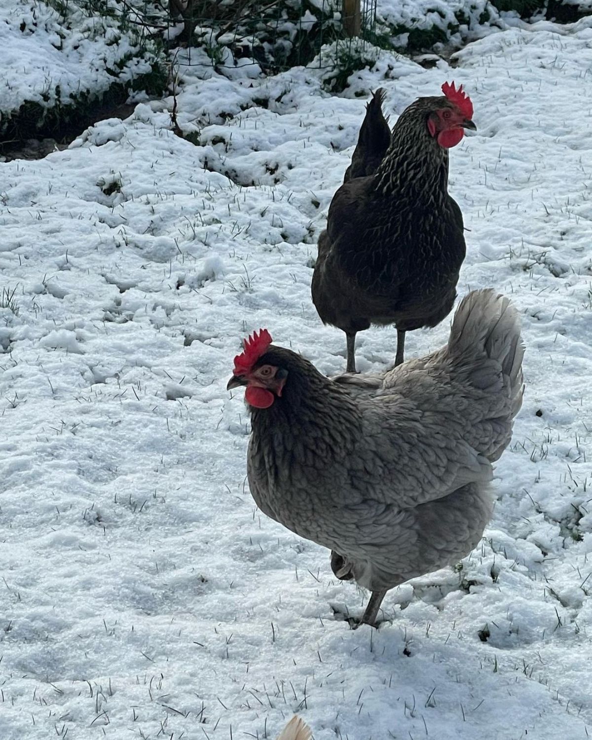 Two Daisy Belle hens wandering in a snowy background.