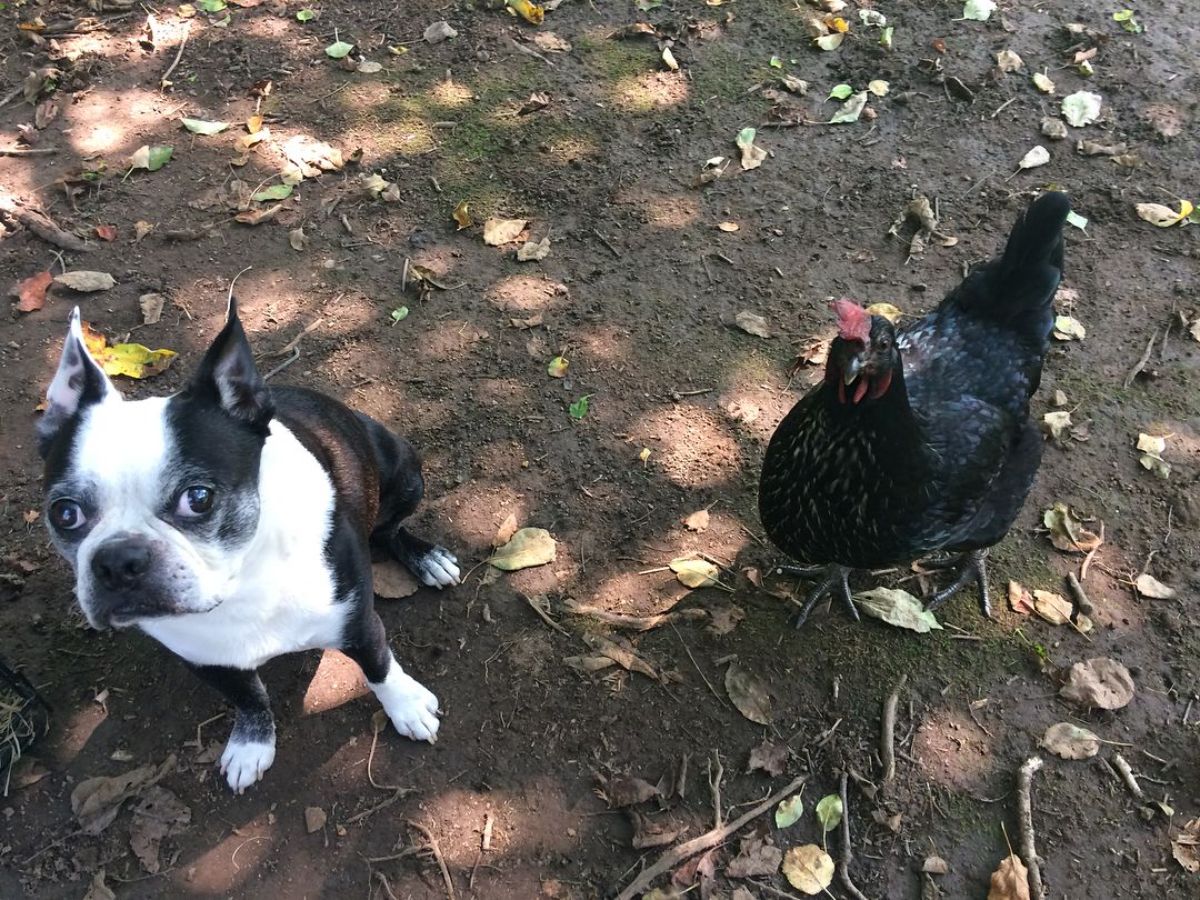 Adorable Daisy Belle hen and adorable dog in a backyard.