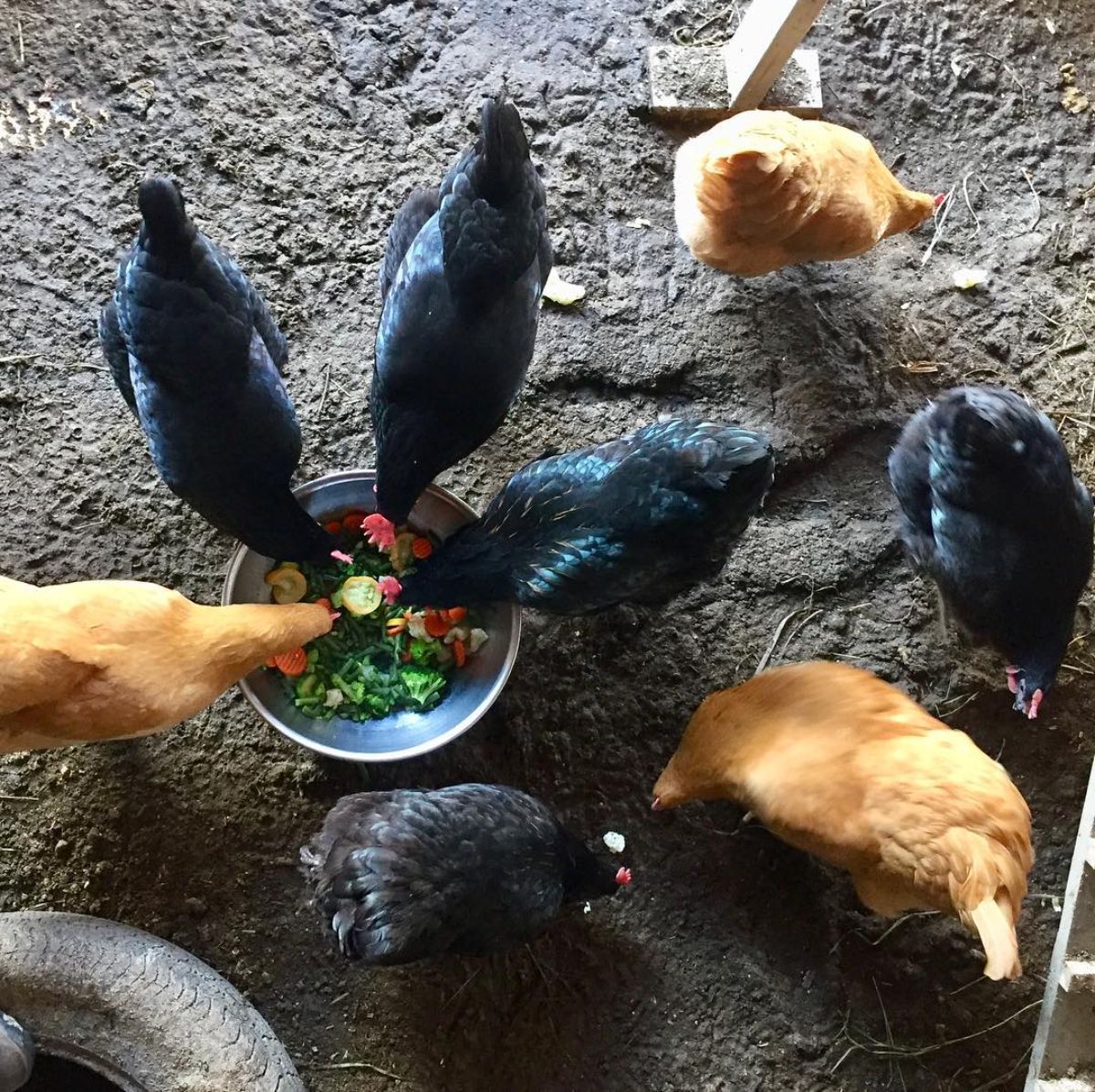 Four Daisy Belle hens and three brown hens eating chicken craps in a bowl.