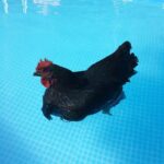 An adorable Daisy Belle hen swimming in a pool.