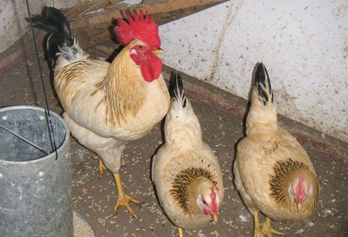 An Empordanesa rooster and two hens in a chicken coop.