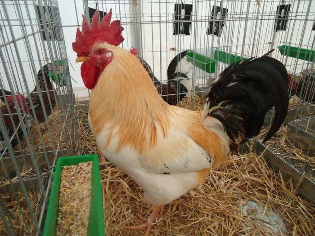 A beautiful wheaten Empordanesa rooster in a cage.