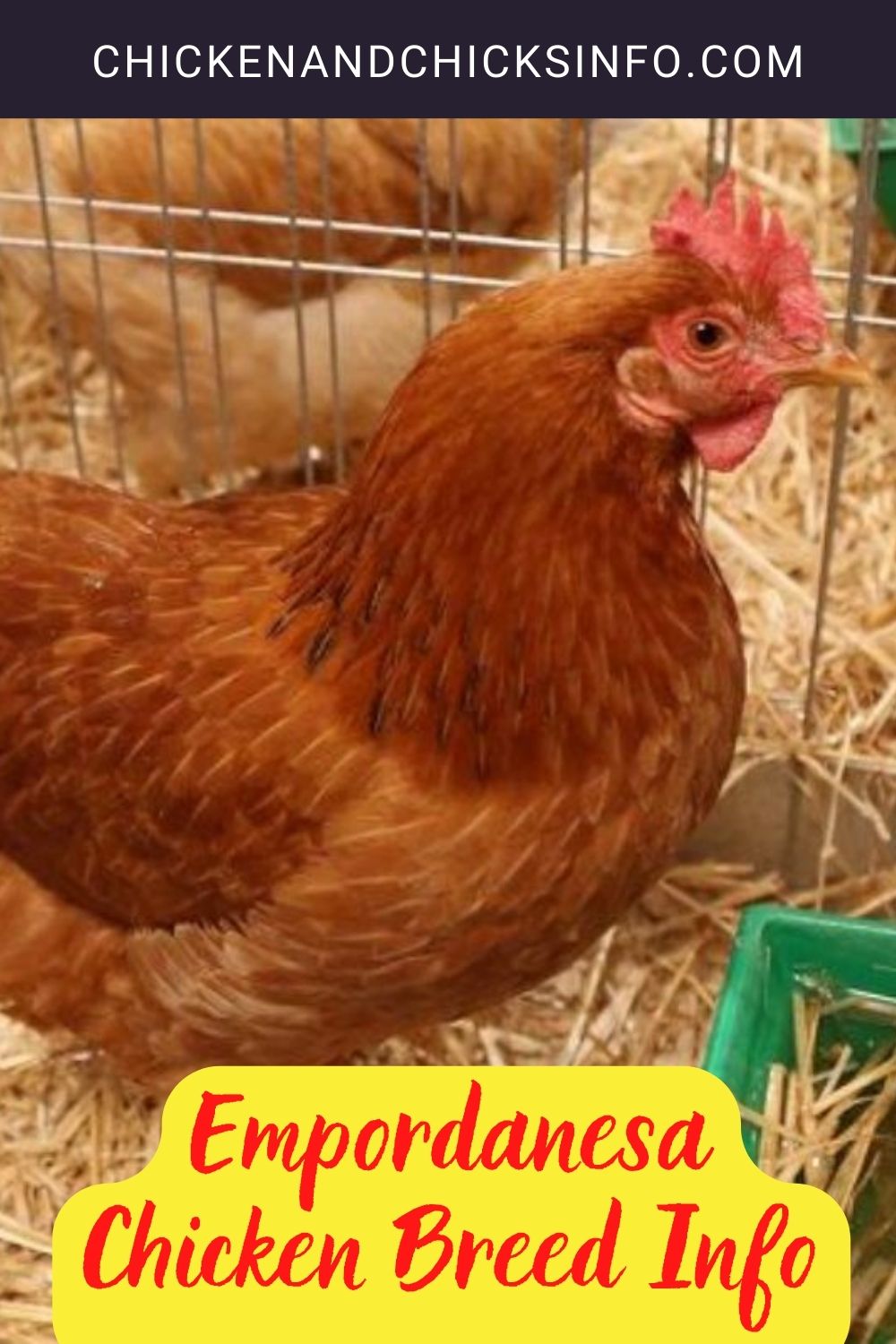 Empordanesa Chicken Breed Info pinterest image.