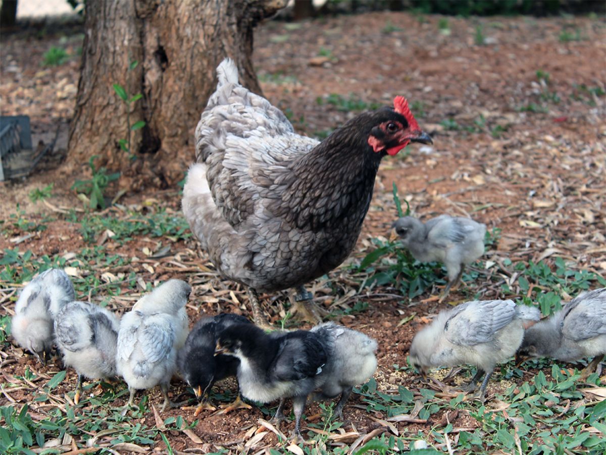 An adorable blue Extremeña hen with her chicks in a backyard.