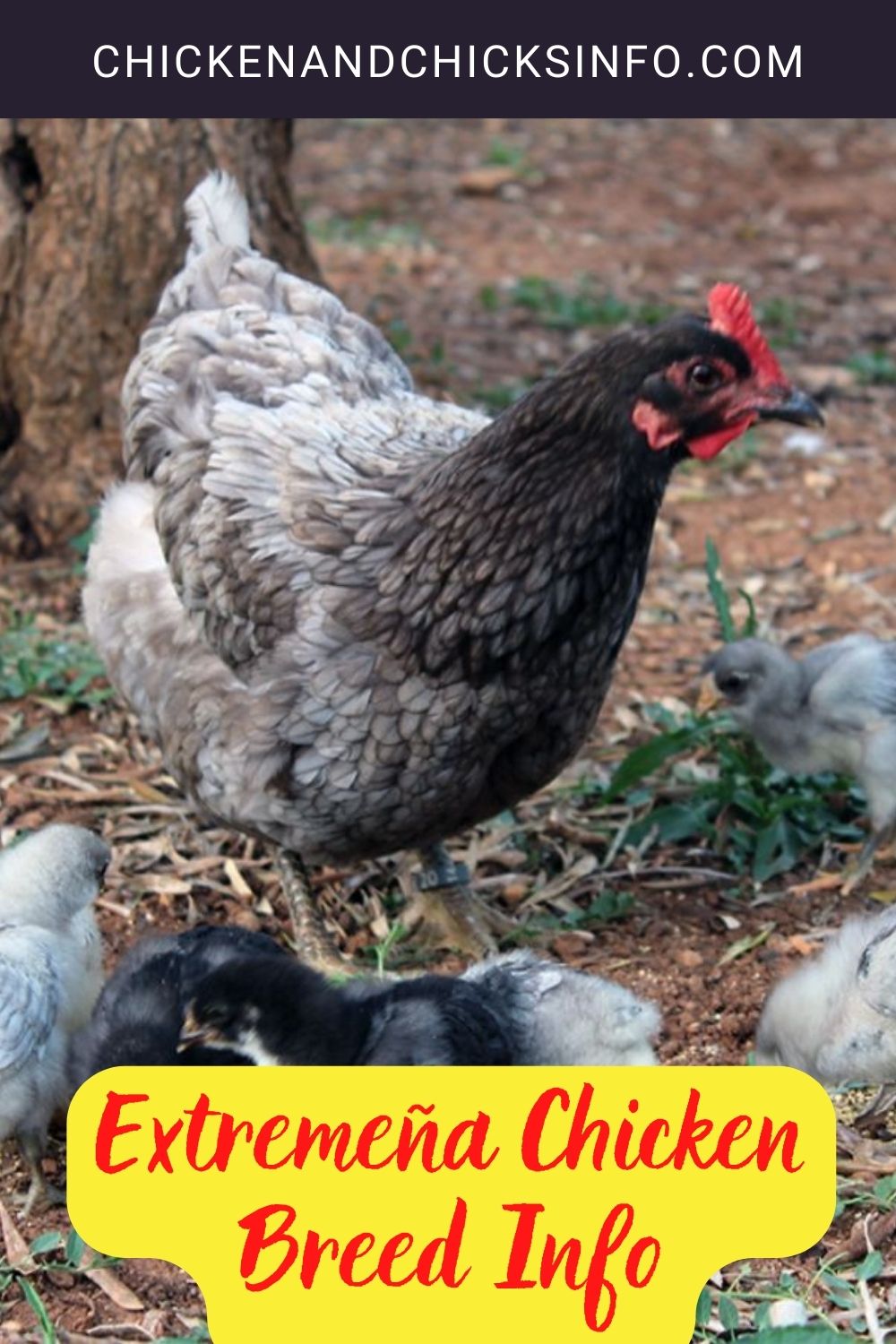 Extremeña Chicken Breed Info pinterest image.