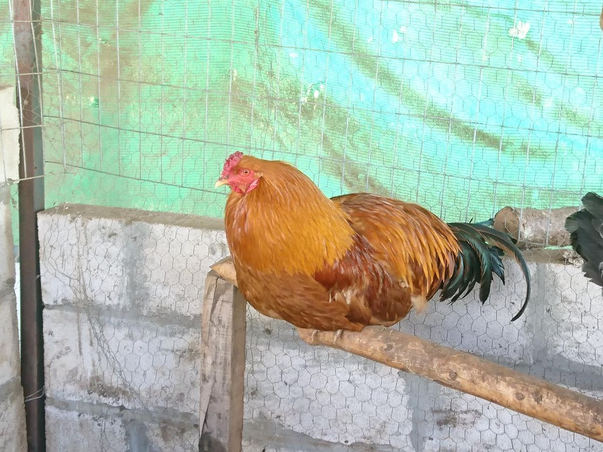An adorable Gallina de Mos rooster perched on a fence.