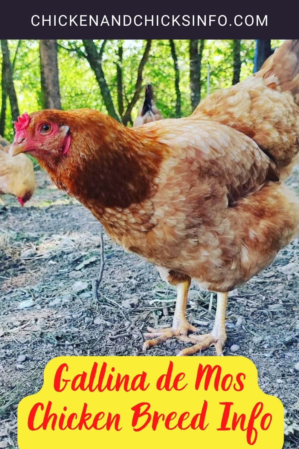 Gallina de Mos Chicken Breed Info pinterest image.