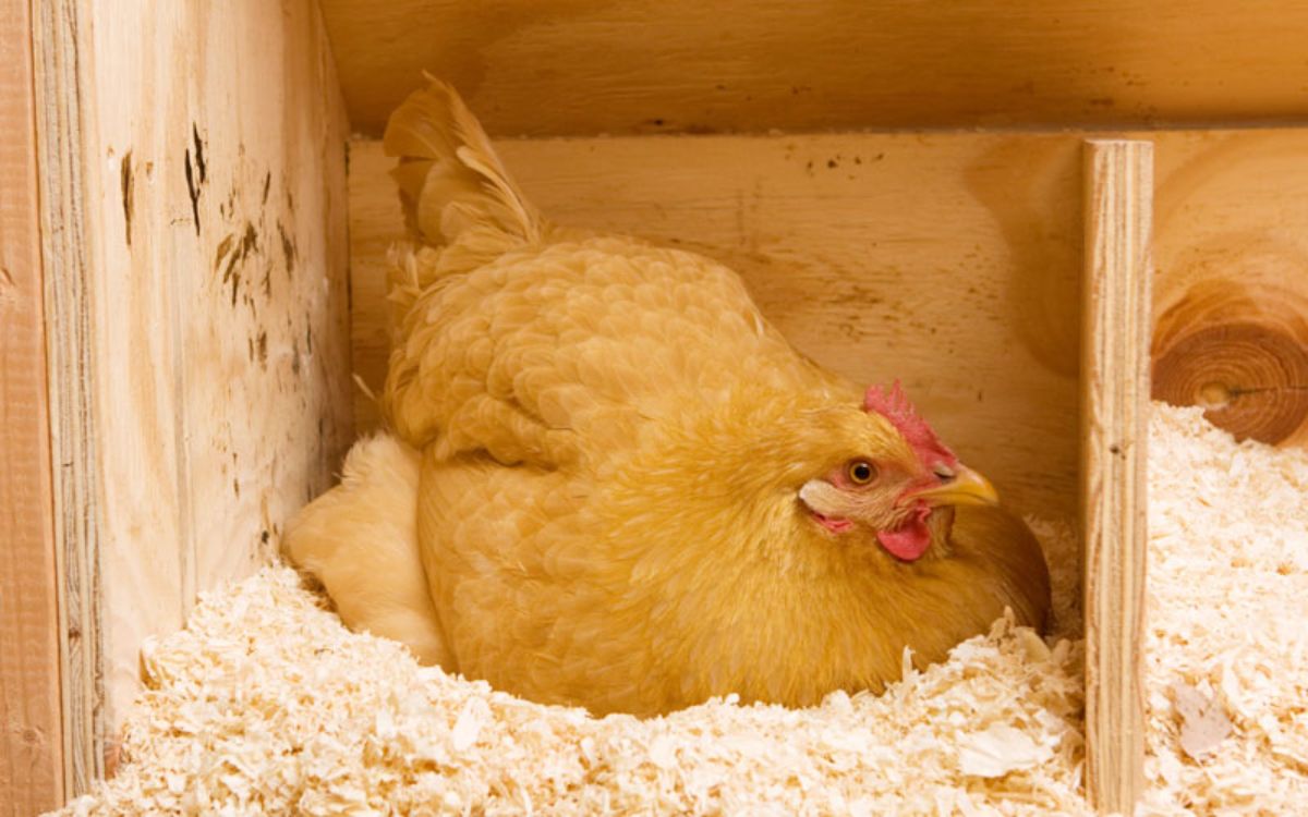 An adorable Gold Sex Link hen in a chicken nest laying an egg.