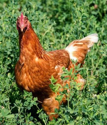 Gold Sex Link Chicken Breed Info - Chicken & Chicks Info