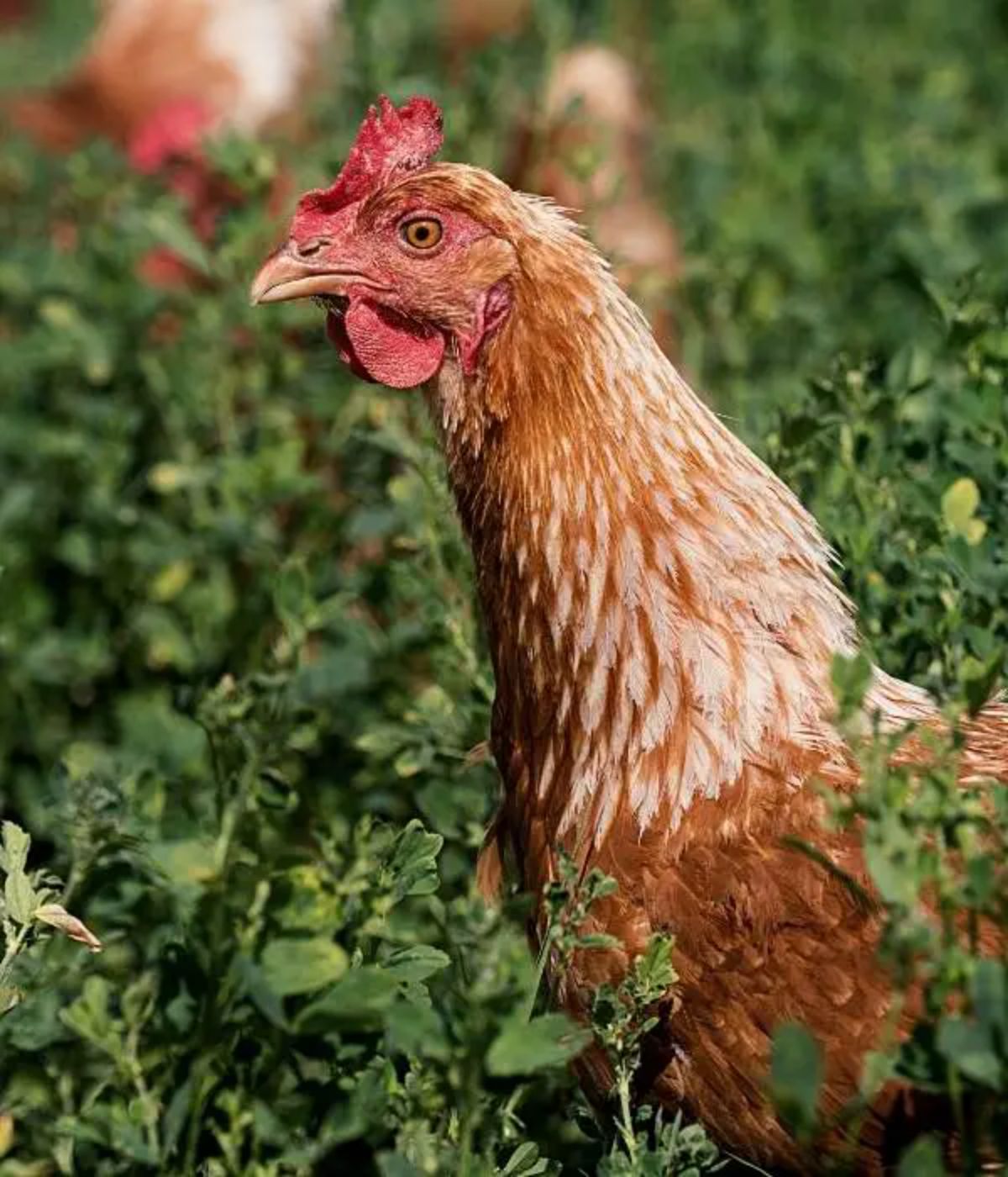 A close-up of a Gold Sex Link hen on a green pasture.