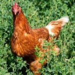 An adorable Gold Sex Link hen on a green pasture.