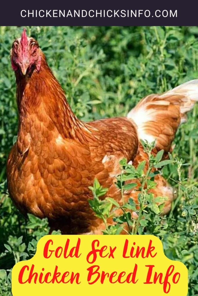 Gold Sex Link Chicken Breed Info - Chicken & Chicks Info