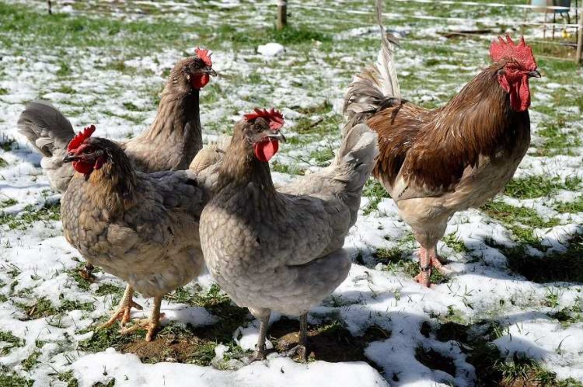 An Indio de León chicken flock in a snowy covered backyard.
