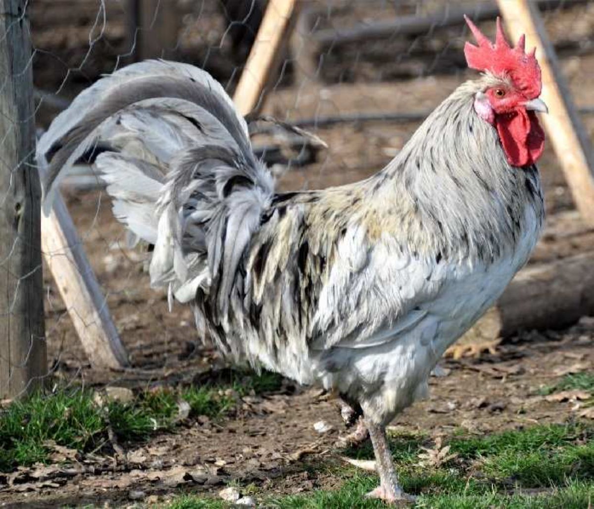 A big, gray Indio de León rooster stands in a backyard.