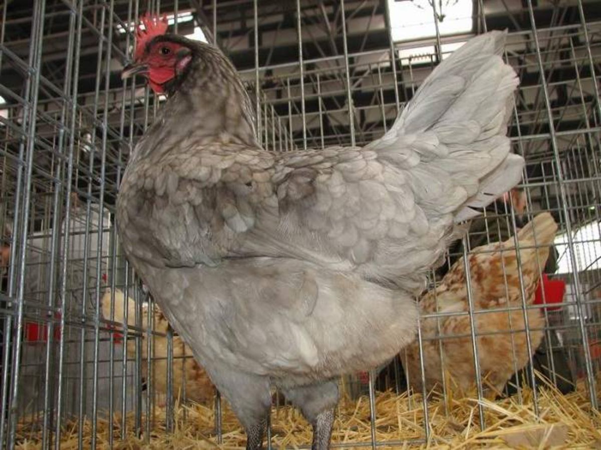 A gray Indio de León hen in a chicken cage.