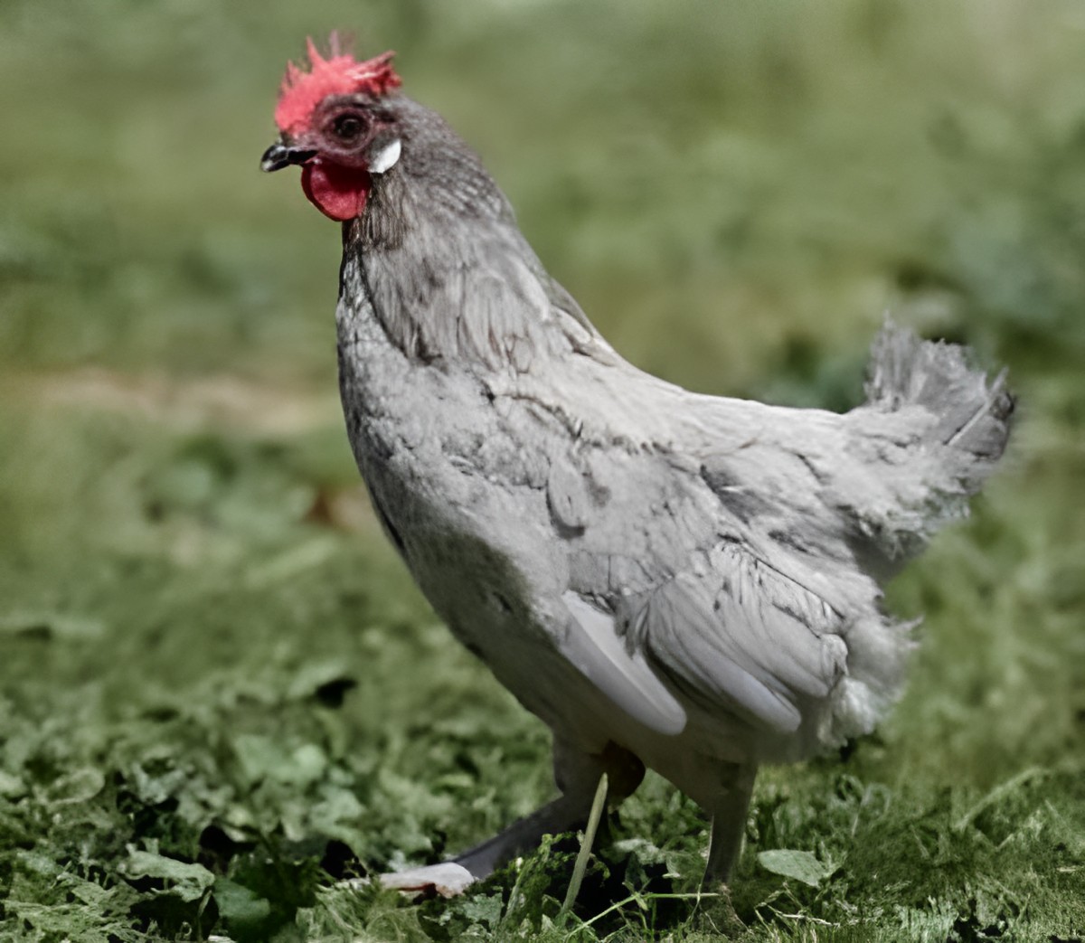 An adorable gray Indio de León hen stands on a green pasture.